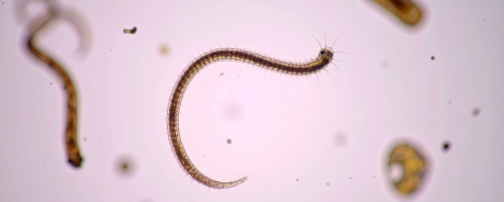 Seitengrafik-Darmparasiten - Titelbild